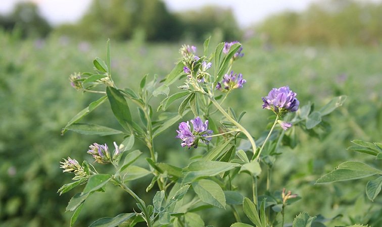 Alfalfa in bloom in a northwest Iowa hay field